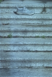 Roger_textures-2