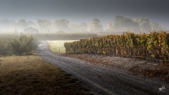 BD_brume