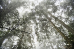 Josiane_brumetbrouillard-2