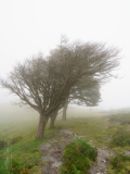 MPT-BrumeBrouillard1