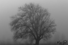 marc_BrumeBrouillard-2