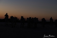 Jbo_silhouette-1-sur-2