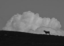 SEMA_silhouettes_contrejour_2