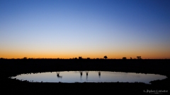 Tintin-silhouette-3