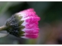 Thème Vergers en fleurs