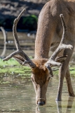 Laurent_Cerfs-zoo-des-Marecottes