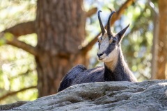 Laurent_Chamois-zoo-des-Marecottes