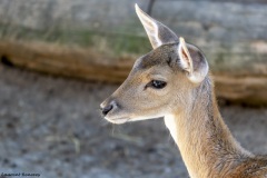 Laurent_Daim-dEurope-zoo-des-Marecottes