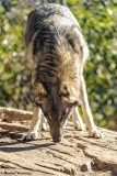 Laurent_loup-zoo-des-Marecottes