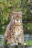 Laurent_lynx-boreal-zoo-des-Marecottes