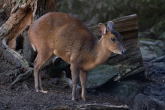 Zoo-des-Marecottes_Aguilar-Marcelo-4