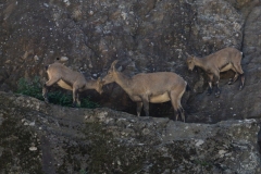 Zoo-des-Marecottes_Aguilar-Marcelo-5