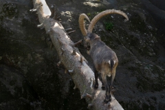 Zoo-des-Marecottes_Aguilar-Marcelo-6