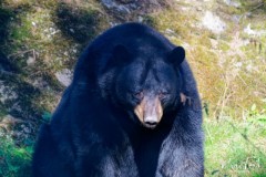 Zoo_MT_1