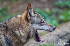 Zoo_MT_2