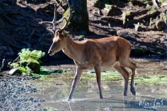 Zoo_MT_3