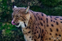 Zoo_MT_4