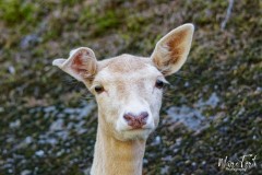 Zoo_MT_5