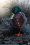 pa_ZooMarecottes-1