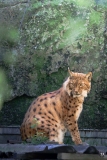pa_ZooMarecottes-7
